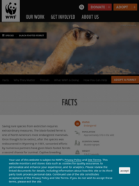 World Wildlife Fund: Black Footed Ferret