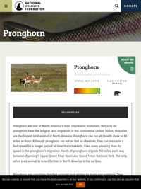 National Wildlife Federation: Pronghorn