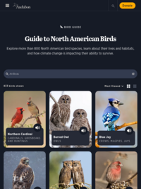 Audubon Guide to North American Birds