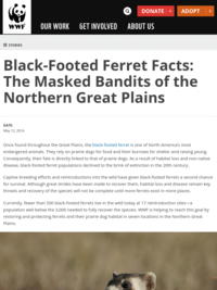 World Wildlife Fund - Black Footed Ferret