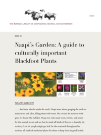 Naapi's Garden