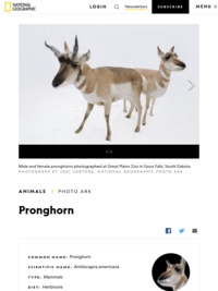 National Geographic Pronghorn