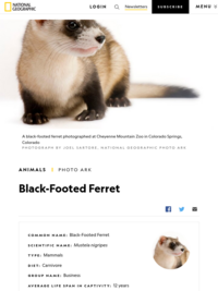 National Geographic-Black Footed Ferret