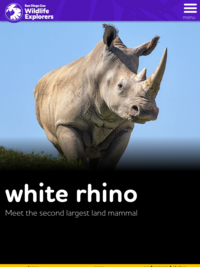 San Diego Zoo: White Rhino