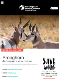 San Diego Zoo: Pronghorn