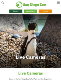 San Diego Zoo Live Animal Cams