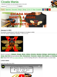 Cicada Mania: Brood X