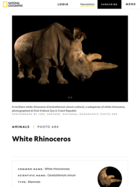 National Geographic - White Rhino