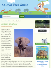 Animal Fact Guide: African Elephant