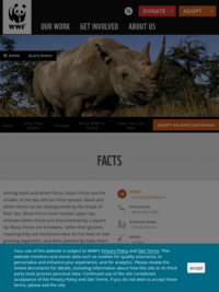 World Wildlife Fund: Black Rhino