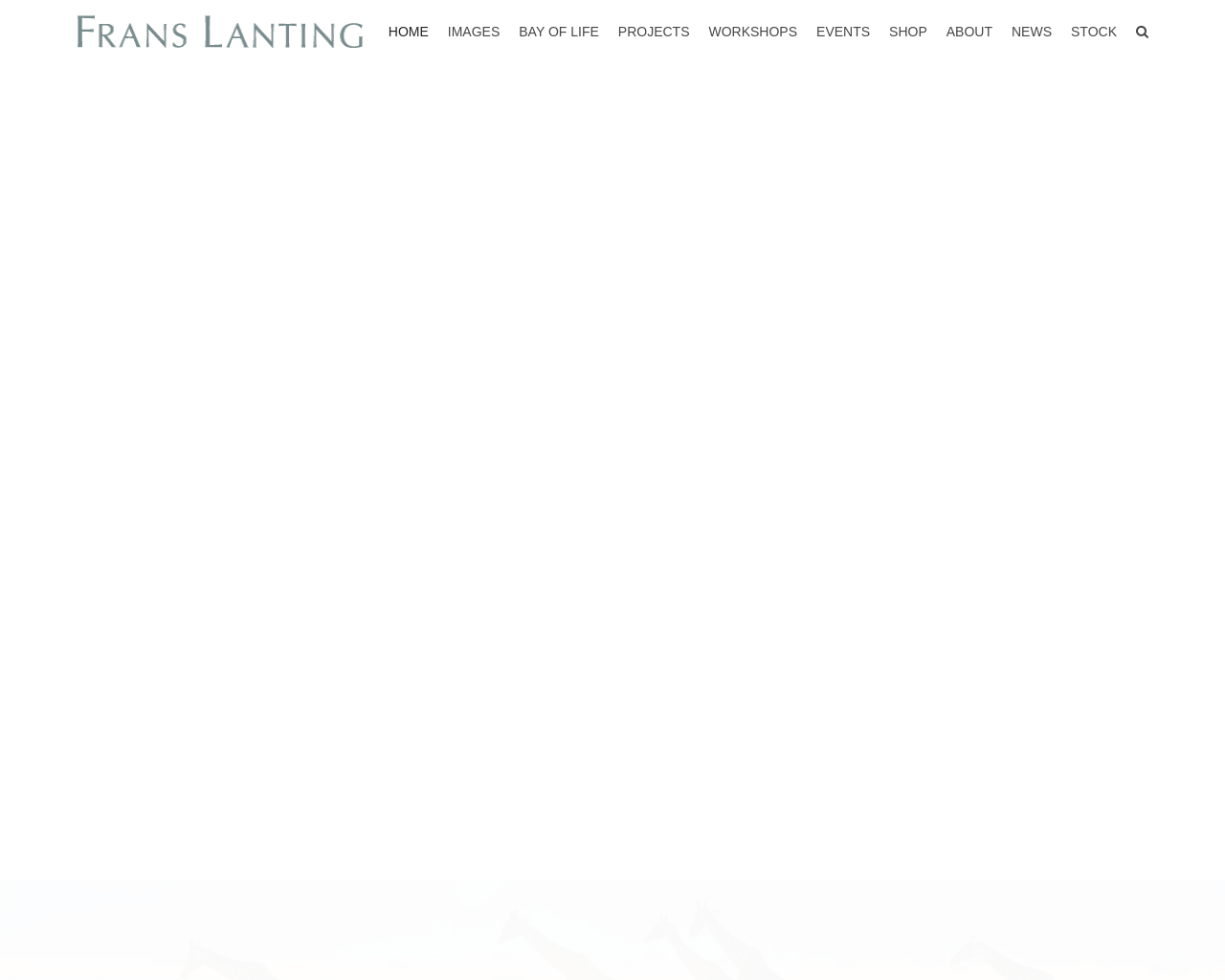lanting.com